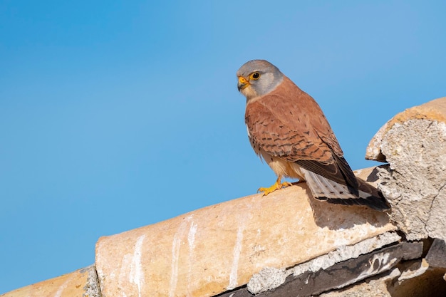 Photo faucon crécerellette mâle falco naumanni toledo espagne