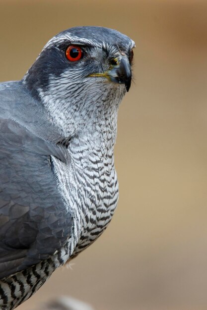 Photo faucon du nord - accipiter gentilis - mâle adulte de castille et léon en espagne.