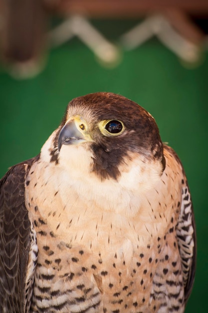 faucon sur un échantillon d'oiseaux de proie, foire médiévale