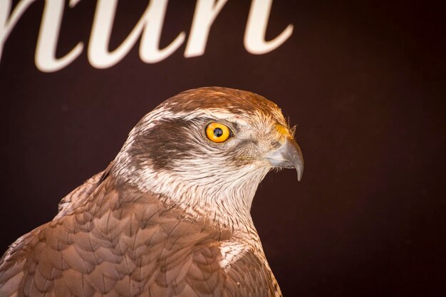 faucon sur un échantillon d'oiseaux de proie, foire médiévale