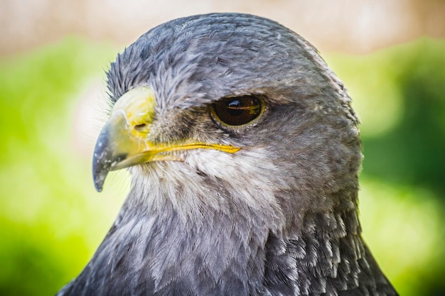 Faucon espagnol dans une foire médiévale de rapaces