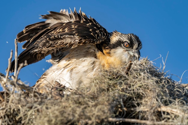 Photo un faucon fait une pause dans son nid.