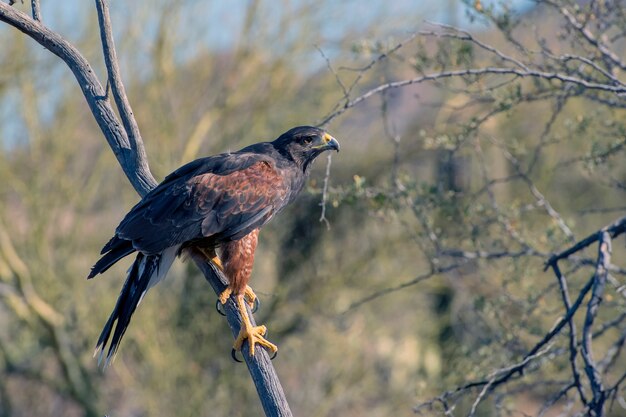 Le faucon de Harris juvénile perché dans un arbre en Arizona