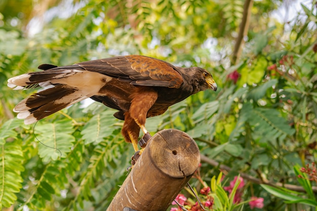 Faucon de Harris (Parabuteo unicinctus)