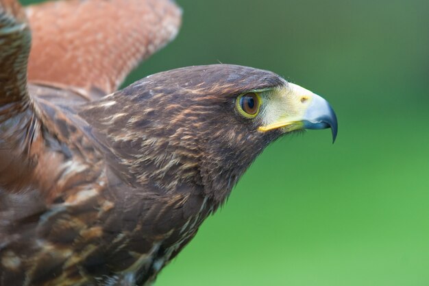 Le faucon de Harris (Parabuteo unicintus)