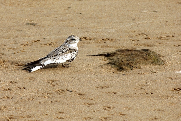 Un faucon nocturne de couleur sable Chordeiles rupestris se reposant sur la plage dans la région amazonienne BR