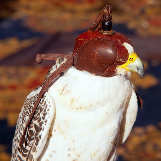 faucon oiseau avec capot aveugle de fauconnerie