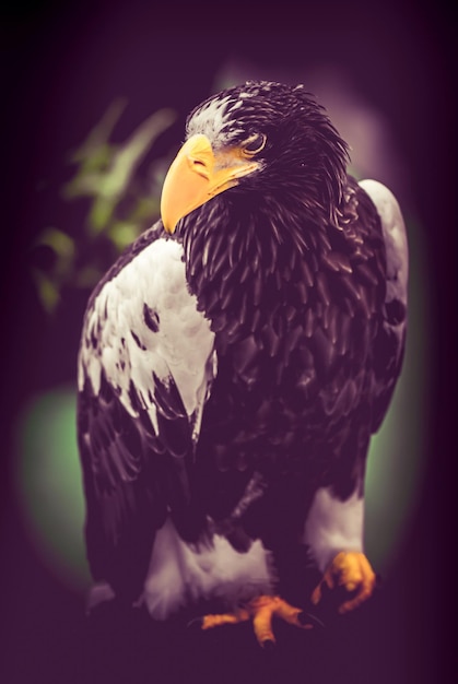 faucon, oiseau chasseur dans la forêt