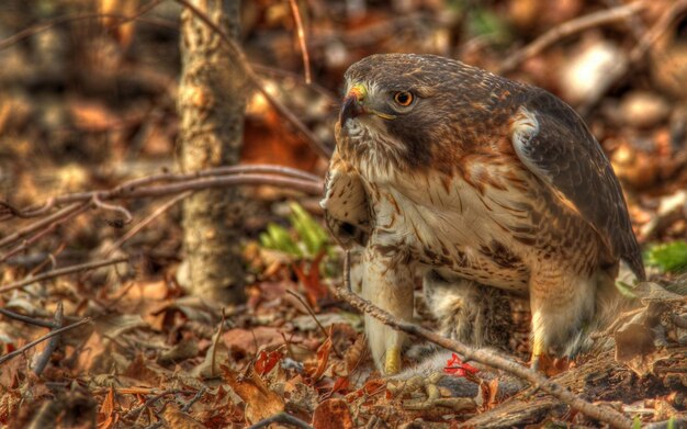 un faucon avec un oiseau sur sa poitrine mange un morceau de bois