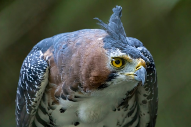 Photo le faucon orné (spizaetus ornatus) est un oiseau de proie assez grand des amériques tropicales.