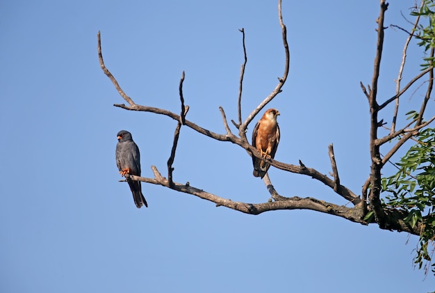 Faucon à pattes rouges femelle et mâle sur la branche