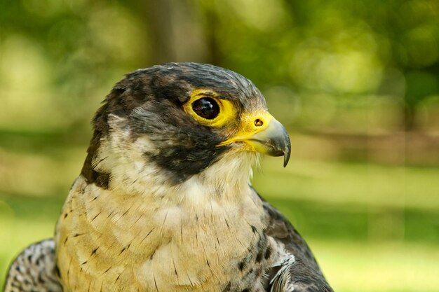 Faucon pèlerin Falco peregrinus avec arrière-plan flou