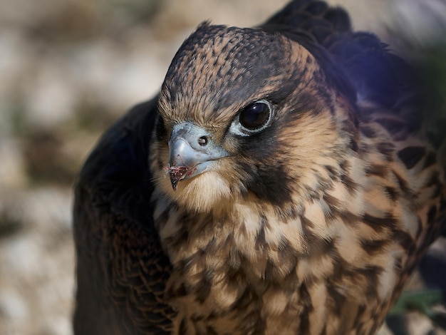 Faucon pèlerin Falco peregrinus juvénile