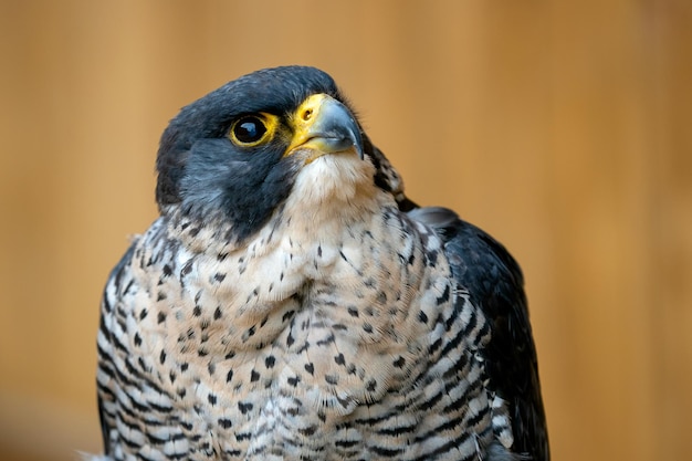 Le faucon pèlerin Falco peregrinus portrait d'oiseau de proie