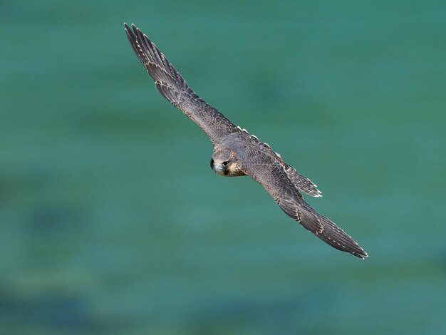 Faucon pèlerin Falco peregrinus