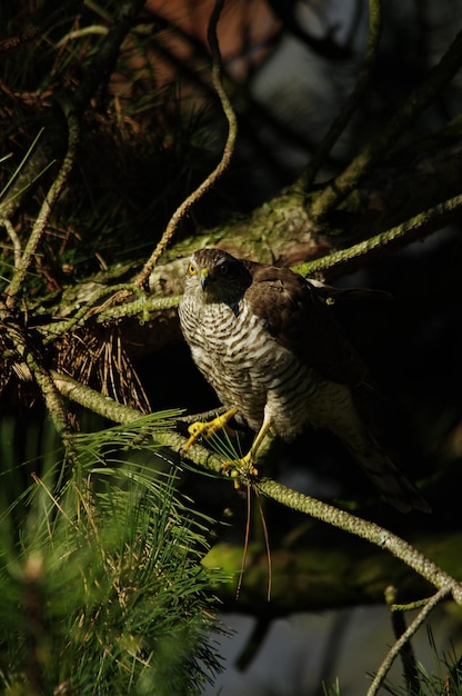 Photo un faucon perché sur une branche