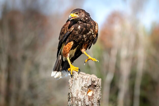 Un faucon à queue rouge perché sur un poteau de bois