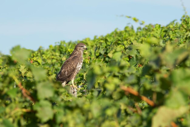 le faucon se repose dans un vignoble