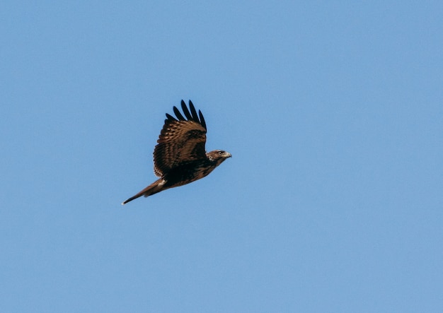 Faucon volant dans un beau ciel bleu