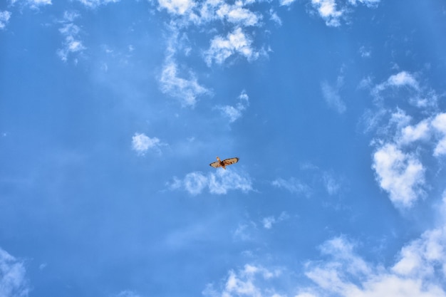 Faucon volant haut dans le ciel bleu