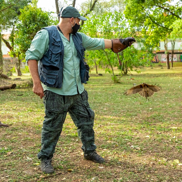 La fauconnerie de formation d'homme avec un faucon Parabuteo unicinctus