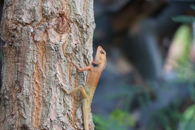 Photo faune animale petit lézard sur arbre