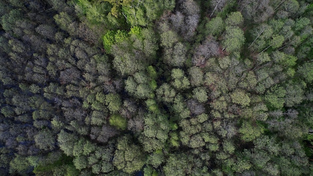 Faune au printemps prise de vue depuis un drone