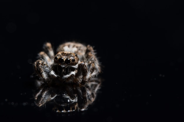 faune brun nature arachnide prédateur studio