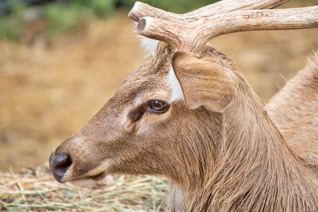 Faune de cerf dans la nature.