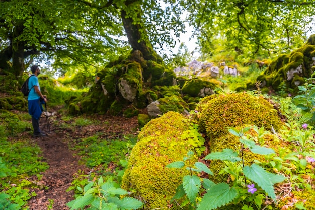 Faune et flore naturelles de la forêt du mont Aizkorri