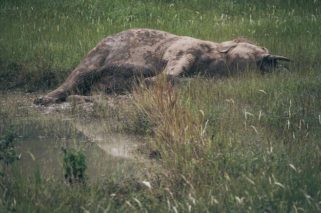 La faune et la forêt, l'éléphant d'Asie sauvage dormant sur la prairie, le parc national de Khao Yai, Thaïlande