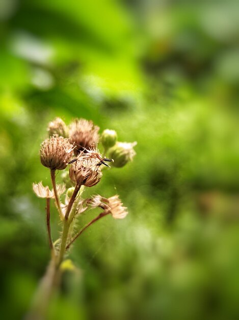 La faune en gros plan, de belles fleurs en arrière-plan