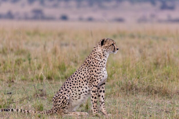 La faune des guépards La faune des prairies de la savane Le parc national Maasai Mara Le Kenya Afrique de l'Est