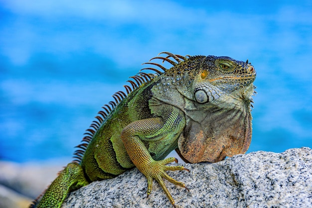 Faune et nature iguanes marins iguanes se réchauffant au soleil sur les roches volcaniques