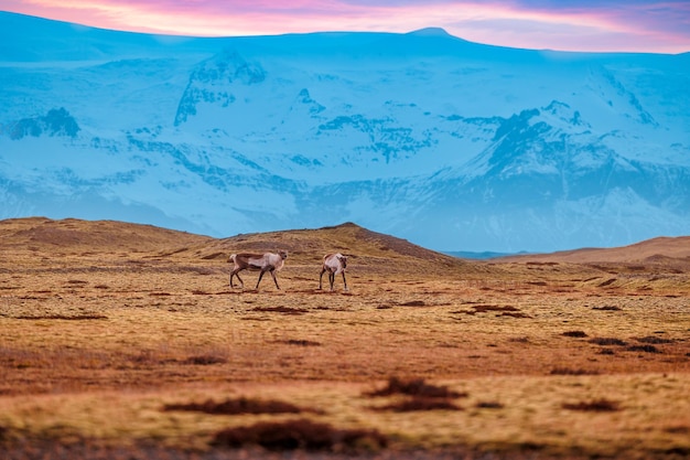 Faune nordique se promène dans les champs