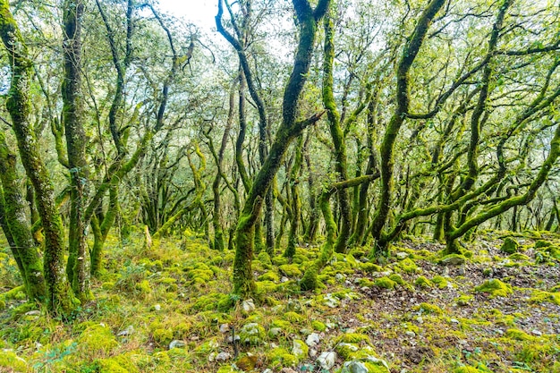 Faune précieuse dans les forêts du Mont Arno dans la municipalité de Mutriku en Gipuzkoa Pays Basque Espagne
