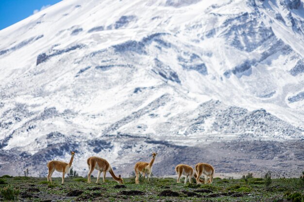 La faune de la réserve de Chimborazo, en Équateur