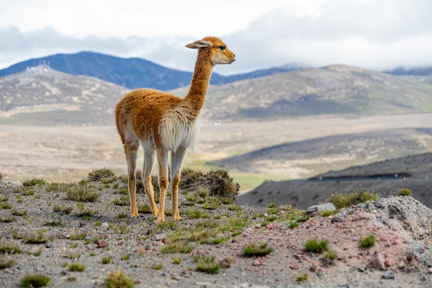 La faune de la réserve faunique du Chimborazo en Equateur