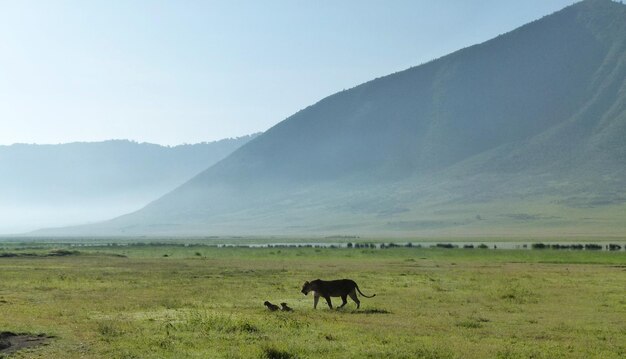 Faune sauvage sur un paysage herbeux