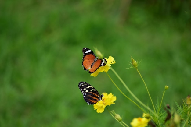 Faune végétale printanière