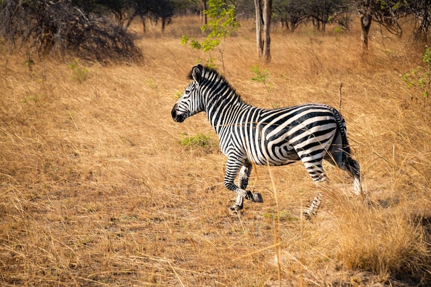 La faune en Zambie Afrique - zèbre dans le Parc National de Chaminuka, Afrique de Lusaka