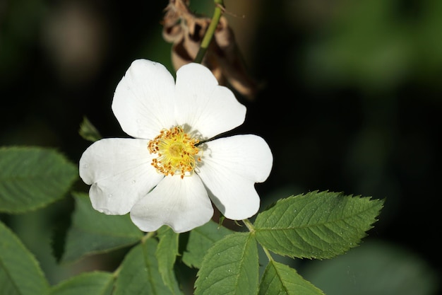 Fausse fleur d'oranger