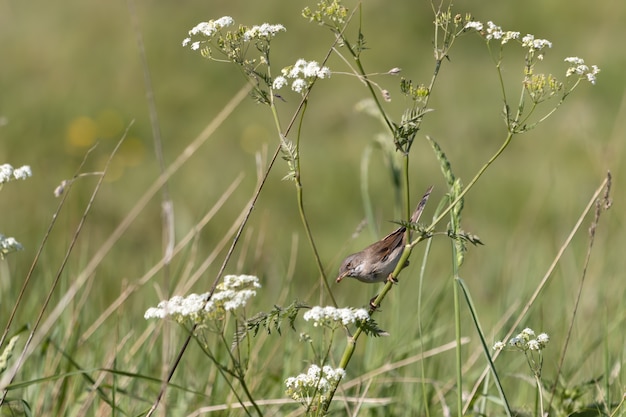 Fauvette grisette (Sylvia communis) chasse pour se nourrir