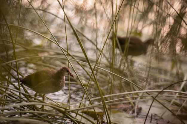 Une fauvette roseau se trouve au bord du lac dans l'herbe.