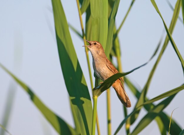 Une fauvette de Savi solitaire (Locustella luscinioides) chante en gros plan dans la douce lumière du matin.