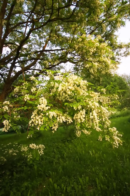 Photo les faux acacias de robinia pseudoacacia en fleurs