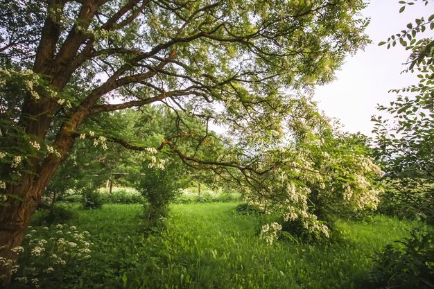 Photo les faux acacias de robinia pseudoacacia en fleurs