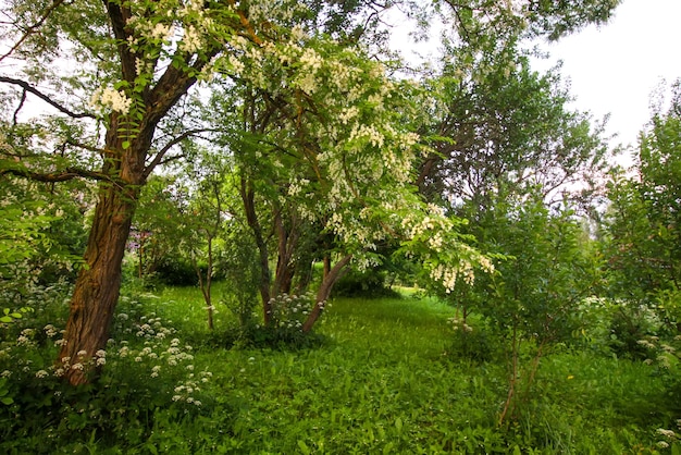 Photo les faux acacias de robinia pseudoacacia en fleurs
