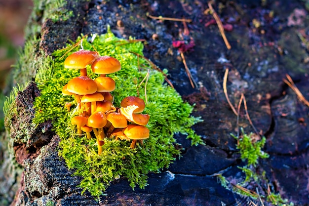 Faux champignons armillaria (Hypholoma fasciculare) sur l'ancien talon