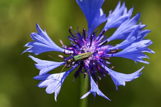 Photo le faux coléoptère oedémère nobilis assis sur une fleur de maïs bleu